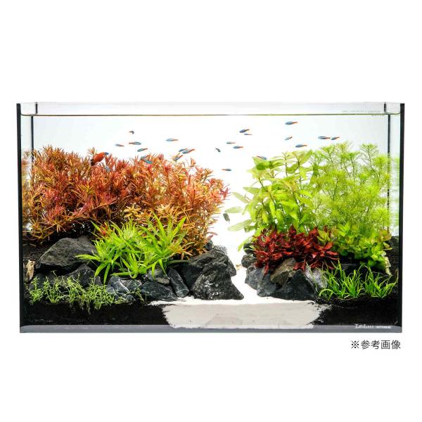 水草）60cmスリム水槽用水草セット : チャーム charm ヤフー店