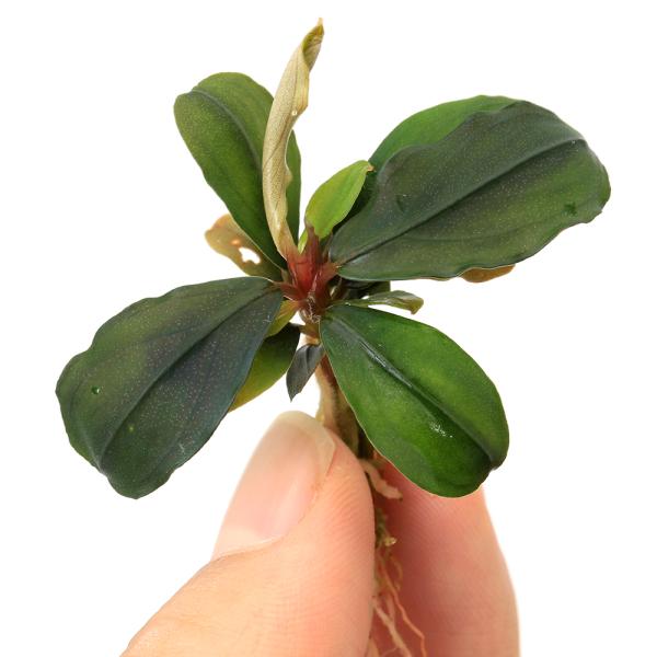 PF_SPQ　_aqua　熱帯魚　水草　クリプトとその近縁　ブセファランドラｓｐ　水上葉　ＮＨ　テラリウム　テラ向け　bnr_busesiju　陰性水草　低光量　サトイモ科　Ａｒａｃｅａｅ　ブセファランドラ属　Ｂｕｃｅｐｈａｌａｎｄｒａ　ブ...