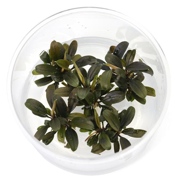 PF_SPQ　水草　all_plants水草　低光量　陰性水草　クリプトとその近縁　ブセファランドラ　ブケファランドラ　ブラウニーゴースト　ブラウニー　組織培養　メリクロン　カップ　無菌　クリーン　　y25m12　2025tuuki　202...