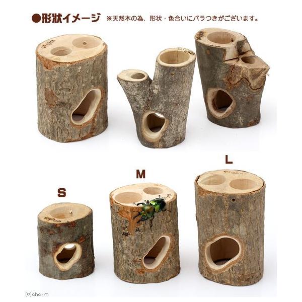 フジコン プレミアム インセクトシェルター ｍ 昆虫 カブトムシ クワガタ のぼり木 レイアウト用品 エサ皿 Buyee 日本代购平台 产品购物网站大全 Buyee一站式代购 Bot Online