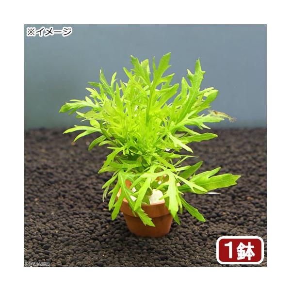 ij~jfĂ@EH[^[EBXeAitji_jiPj