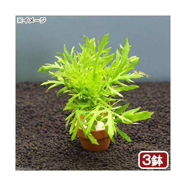 ij~jfĂ@EH[^[EBXeAitji_jiRj