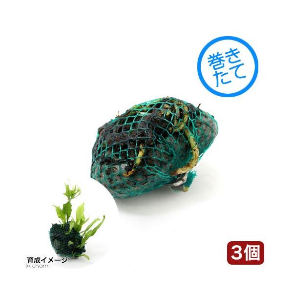 ijā@y݃~N\E@{[i_jiRj