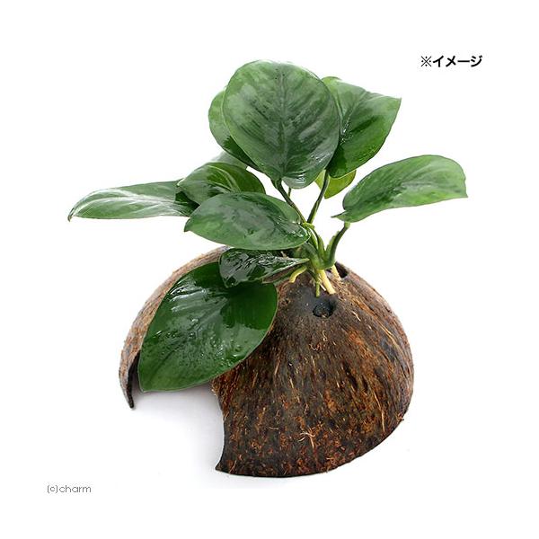 ijRRibcVF^[@AkrAX@oe[iPj