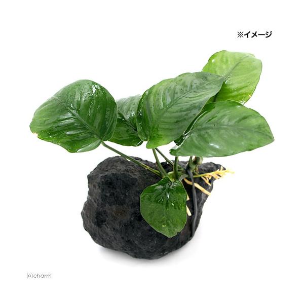 ijAkrAX@oe[@nΕtiPjiPOj