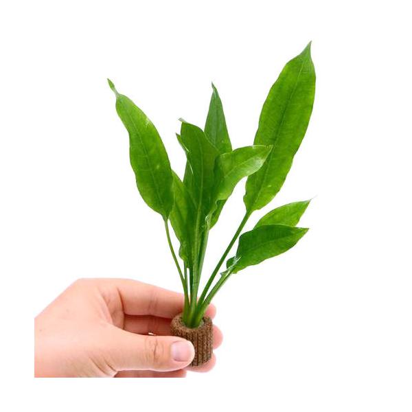 PF_SPQ　amazonso　熱帯魚　_aqua　ビギナーにお勧め　水草　エキノとその近縁　後景　初心者　セット　アマゾンソードはこちら　kin-meda水草　20120731　YSitioshi09191　20130928　JS　kin...