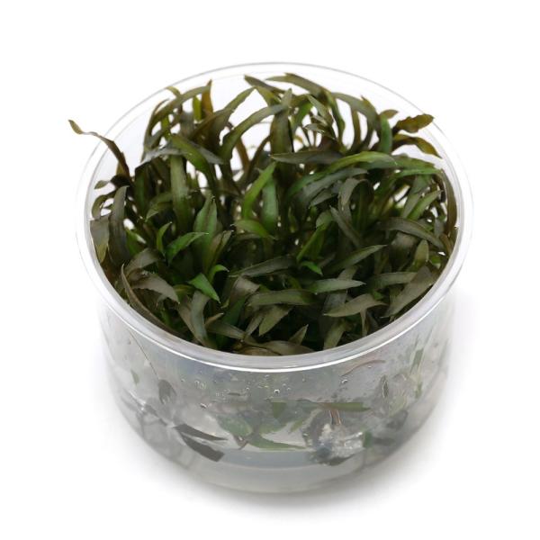 ijgD|{@NvgRl@ANZfBi_jiPJbvj@kCEBq֗vۉ