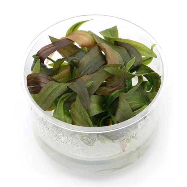 ijgD|{@GLmhX@[Yi_jiPJbvj@kCEBq֗vۉ