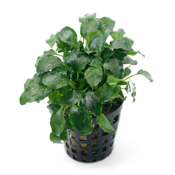 ijXLX}gObeBX@vGgCiANAt[jiP|bgj@kCEBq֗vۉ