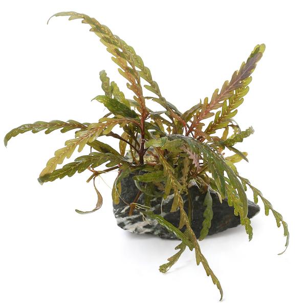 ij琬ρ@nCOtB@sieBtB_@R΁iW`PQjitji_jiPj