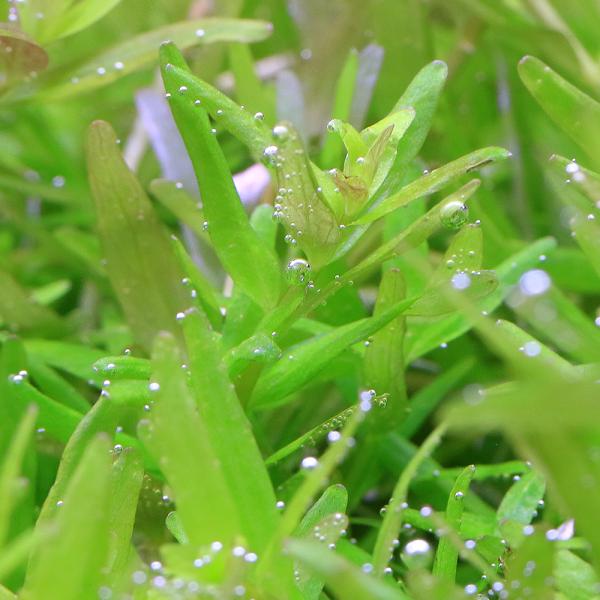 PF_SPQ　水草　前景草　絨毯　草原　ロターラ　Rotala　rotundifolia　Son　La　20250114　YT　y25m01　2025tuuki