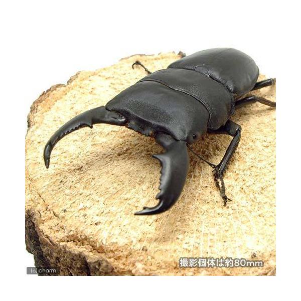 PF_SPQ　nesia_insect　▲クワガタ　外国産ヒラタクワガタ　外国産クワガタ　昆虫生体　スマトラヒラタクワガタ　Dorcus　titanus　yasuokai　restock