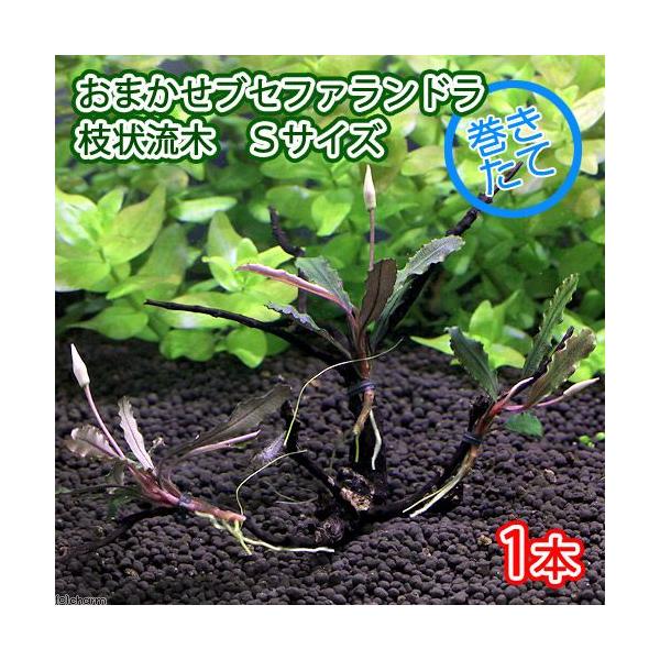 ijā@܂uZt@h@}󗬖؁@rTCYi`󂨂܂@PTji_jiP{j@kCEBq֗vۉ