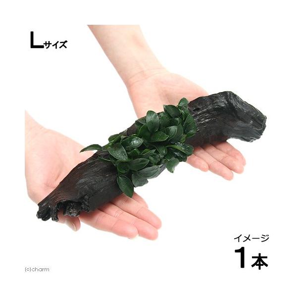 ijAkrAXii@v`@؁@kTCYitjiP{jiQTj