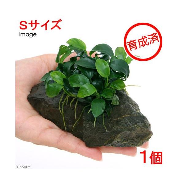 水草 プチ素焼き鉢 1 010円 アヌビアスナナ 無農薬 組織培養 １鉢 激安特価 組織培養