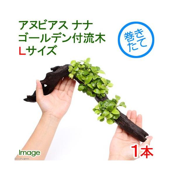 ijAkrAXii@S[f@؁@kTCYitjiP{jiQTj