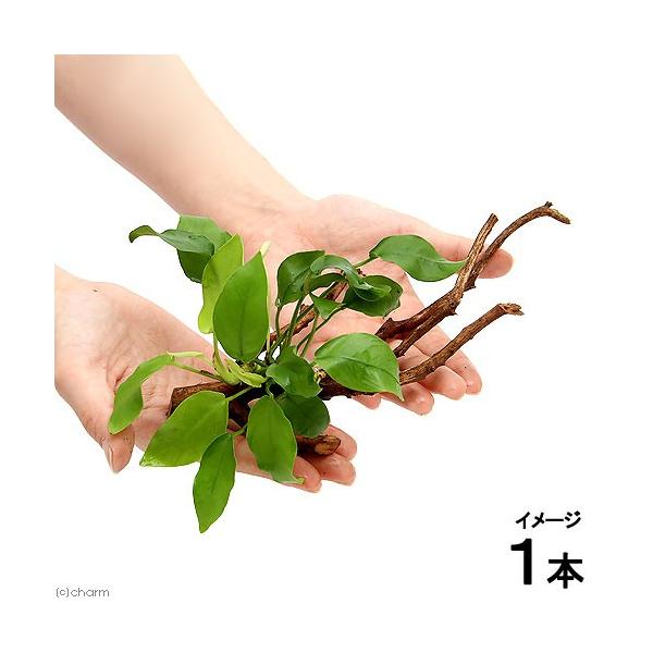 ijAkrAXii@S[f@}󗬖؁@rTCY@itjiP{jiPO`j