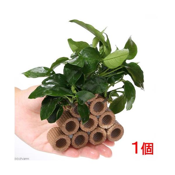 ijā@Ct}`ijAkrAXRe[WijitjiPj