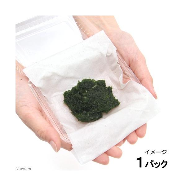 マリモ 水草の人気商品 通販 価格比較 価格 Com