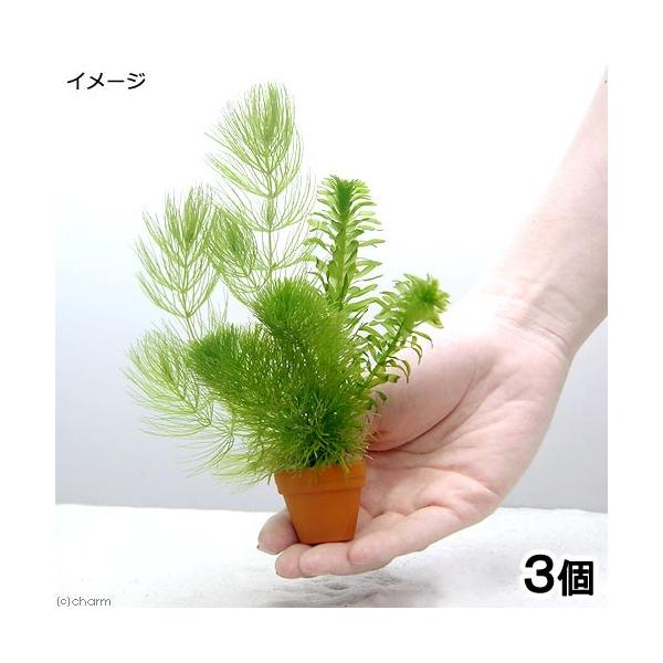 ijv`fĂ@~bNXitjiRj