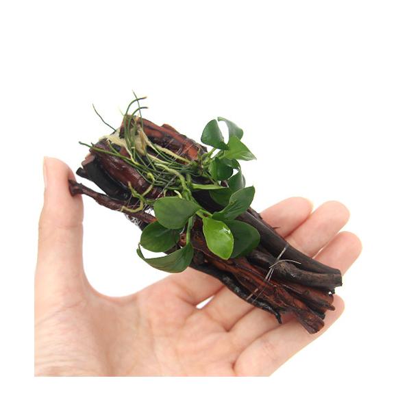 ijgD|{@AkrAXii@GriPQji_jiRj`ӍH[`@kCEBq֗vۉ