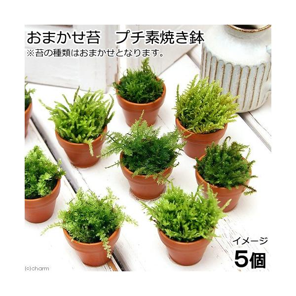 iϗtAjہ@܂ہ@v`fĂiTj