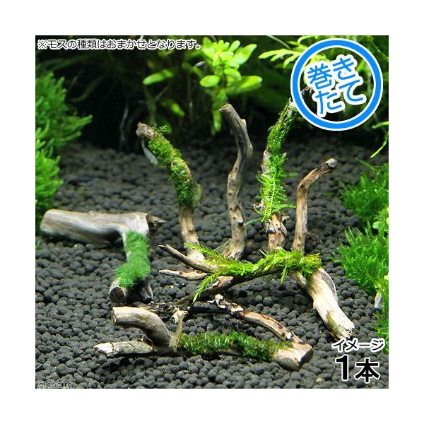 ij܂XntJbg}󗬖؁itjiPOjiPj