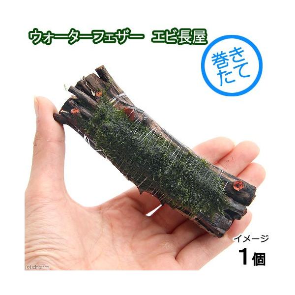 ijā@EH[^[tFU[@GriPOjitji_jiPj`ӍH[`