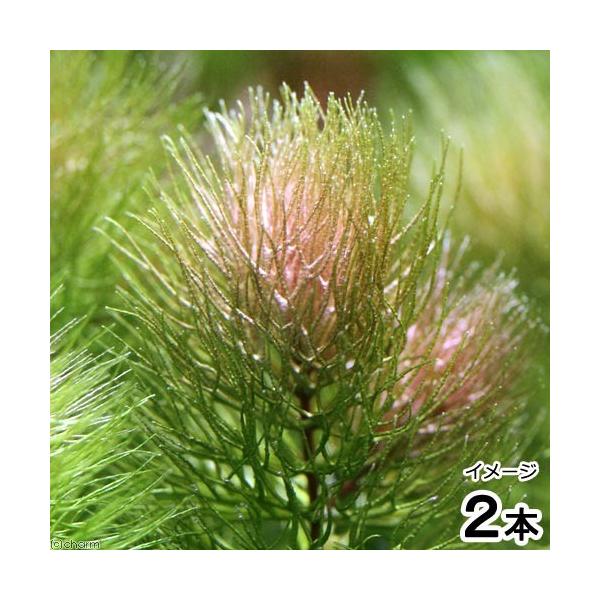 ij}ciĎYbh^CvjitjiQ{j