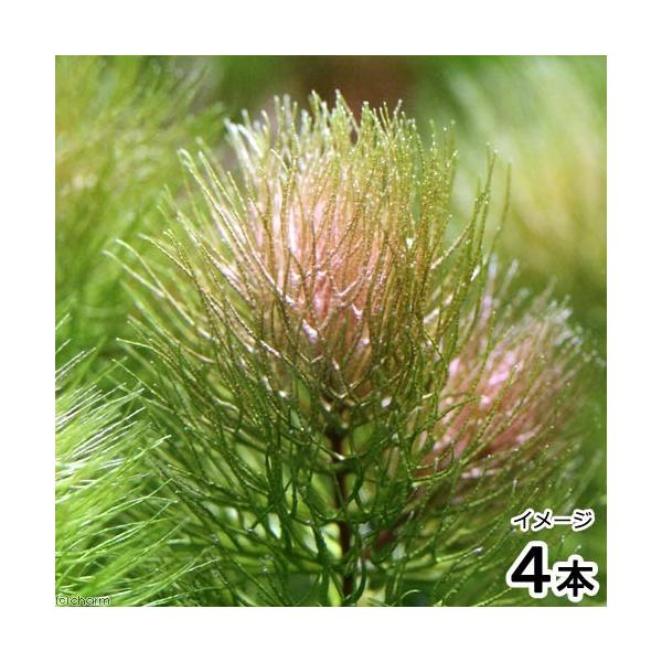 ij}ciĎYbh^CvjitjiS{j