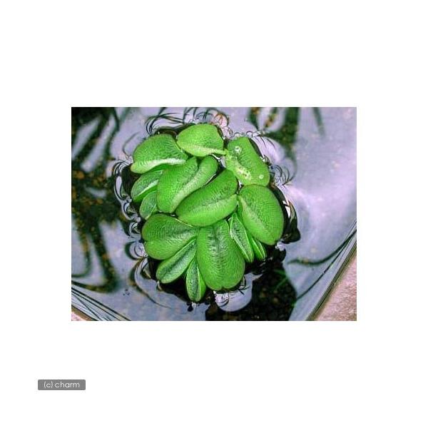 irIg[vjA@IITVEi_jiPOj