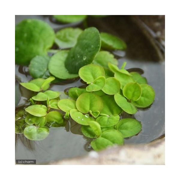 _aqua　金魚・メダカ　金魚藻　ＣＯ２なしでも育つ水草　floating　水草　浮き草　all_plants　wp_kywrd　notco2_wp　wptop6_190731　beginnerbiotope　touki46