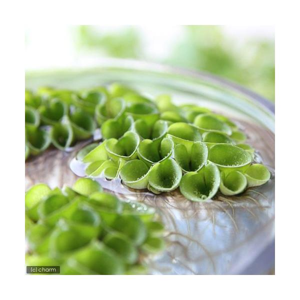 irIg[vjA@TrjA@NN[^i_jiPOj