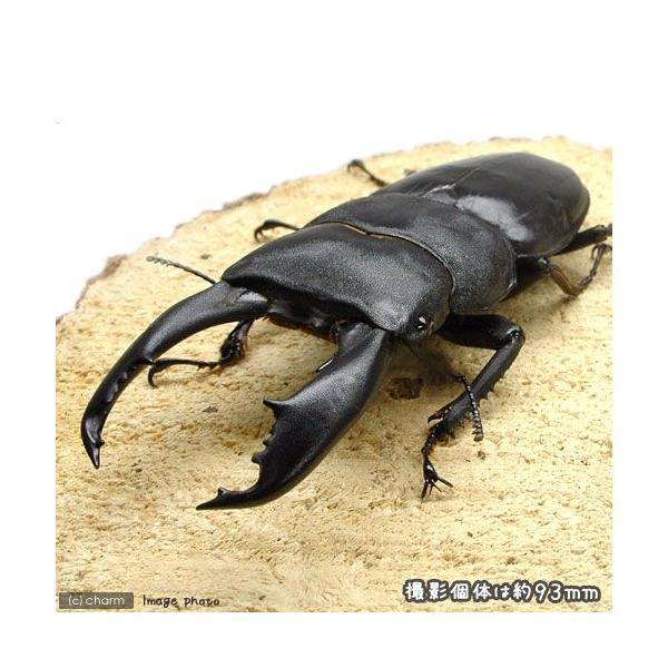 PF_SPQ　nesia_insect　▲クワガタ　外国産ノコギリクワガタ　カブト・クワガタ・用品　カブトムシ・クワガタ　外国産クワガタ（成虫）　insect_database　kaijyo　weeklyinsect　irupaqtok　s...