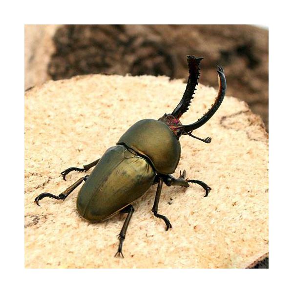 PF_SPQ　▲クワガタ　色虫　カブト・クワガタ・用品　カブトムシ・クワガタ　外国産クワガタ　成虫　▲クワガタ色虫　20100608　MK　▲パプアキンイロクワガタ“アルファック産”　insect_database　kaijyo　kjfda...