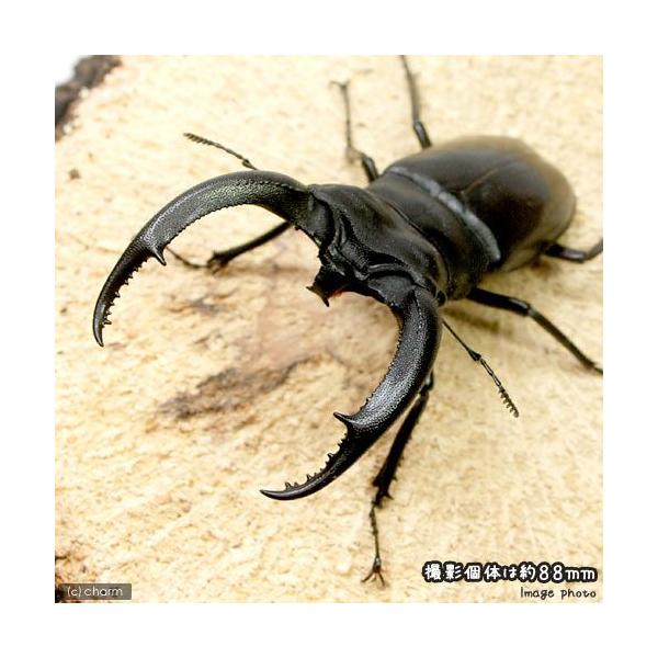【標本】リノケロスフタマタクワガタ　スマトラ島産　98.0ミリ　野外品 標本】リノケロスフタマタクワガタ スマトラ島産 98.0ミリ 野外品