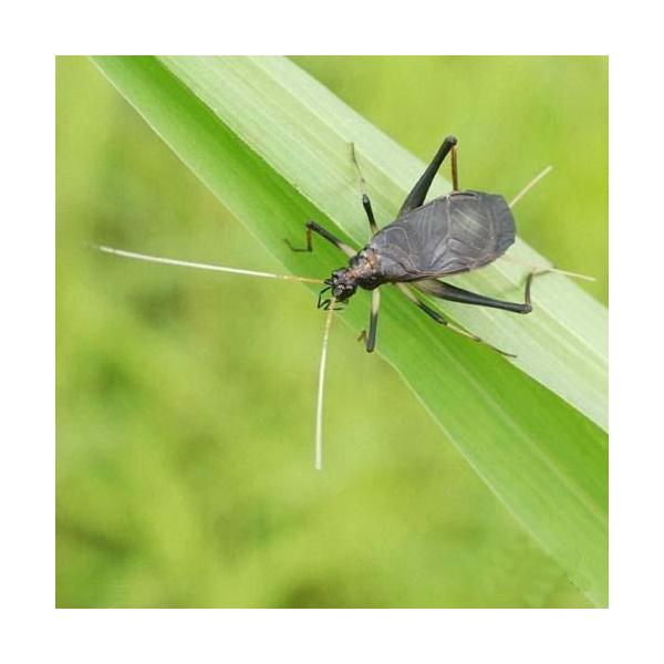 メーカー直送　スズムシ　鈴虫　成虫（５０ペア）　同梱不可　送料無料