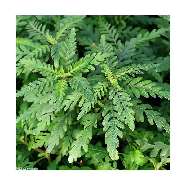 ijnCOtB@sieBtB_itji_jiU{j