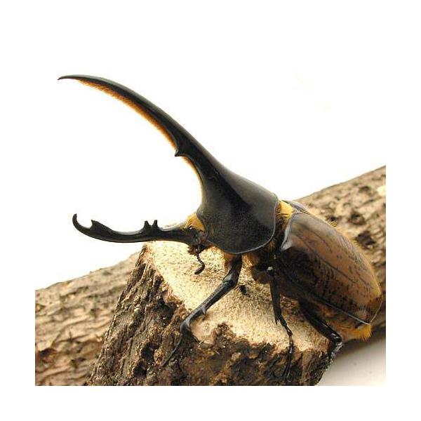 昆虫 ヘラクレス リッキー エクアドル産 幼虫 ３令 １ペア ヘラクレスオオカブトムシ 沖縄 離島不可 タイム便 航空便不可 Buyee Buyee Japanese Proxy Service Buy From Japan Bot Online