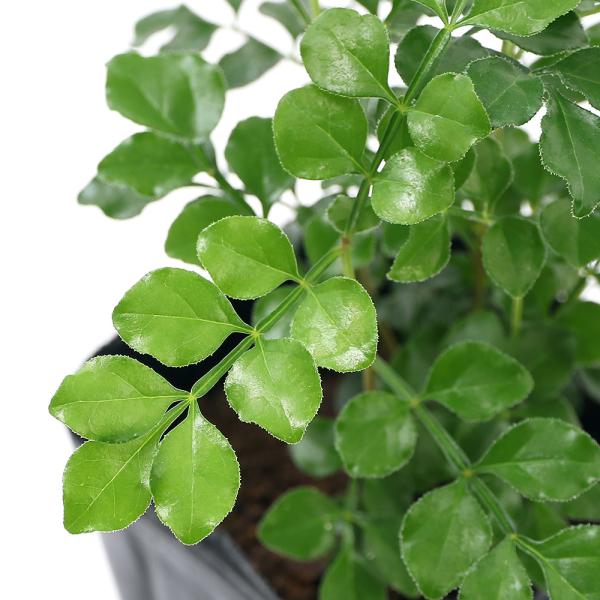 観葉植物　ガーデニング　盆栽　庭木　常緑樹　モクセイ科　トネリコ属　Fraxinus　griffithii　タイワンシオジ　台湾シオジ　バットの木　カブトムシの木　シマトネリコシリーズ　20110913　tchjkhjk　tcjdfdfjk...