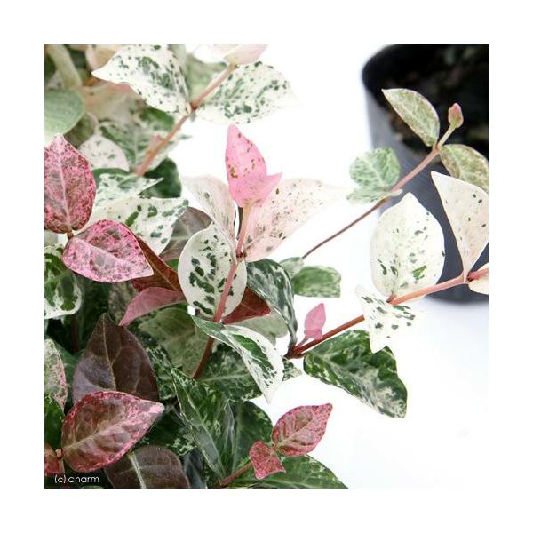 観葉植物　邑楽店　_kame　_hachu　_gardening　ガーデニング　ビバリウム　アクアテラリウム　パルダリウム　山野草　つる性　クライマー　キョウチクトウ科　初雪葛　定家葛　フイリテイカカズラ　テイカカズラ　Trachelosp...