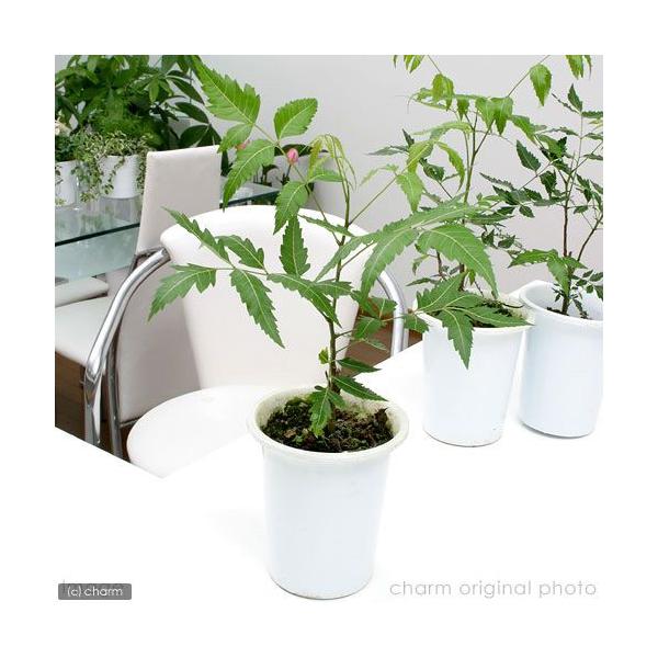観葉植物 虫除けの木 ニーム インドセンダン ４号 １ポット 虫除け植物 Buyee Buyee Japanese Proxy Service Buy From Japan Bot Online