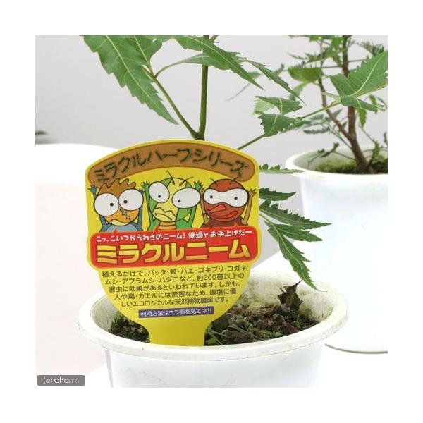 観葉植物 虫除けの木 ニーム インドセンダン ４号 １ポット 虫除け植物 北海道冬季発送不可 Buyee Buyee Japanese Proxy Service Buy From Japan Bot Online