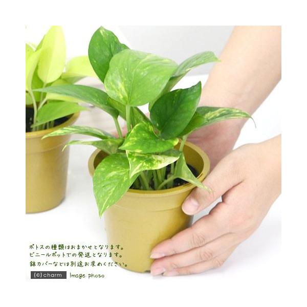 iϗtAj|gX@i킨܂@RiP|bgj