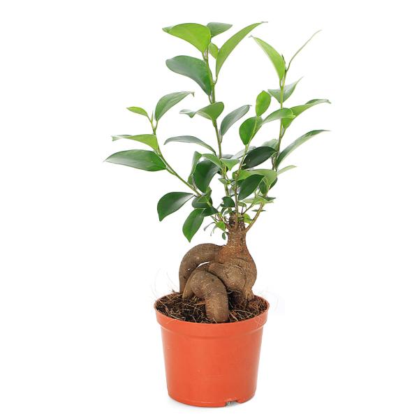 観葉植物　園芸　ガーデニング　ビバリウム　アクアテラリウム　パルダリウム　両爬向き植物　クワ科　イチジク属　キジムナー　支柱根　20130613　_gardening　4goukanyou_series　植物　植物生体　ガーデニング生体　育...