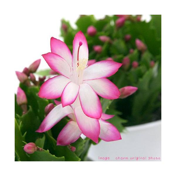 観葉植物　ガーデニング　花　鉢花　デンマークカクタス　クリスマスカクタス　シャコバサボテン　多肉　多肉植物　カクタス　シャボテン　仙人掌　育て方　育成方法　栽培方法　restock　kaijyo　releaseplnt　toukihasso...