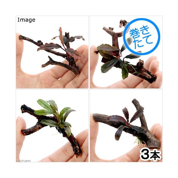 ij܂uZt@hPt~j؁iVjitji_jiRj@kCEBq֗vۉ