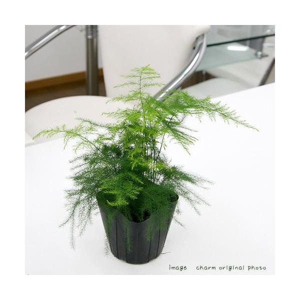 観葉植物 アスパラガスの人気商品 通販 価格比較 価格 Com