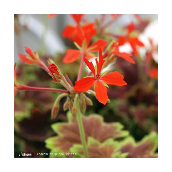 iϗtAj[jE@~Wo[jE@RiP|bgj