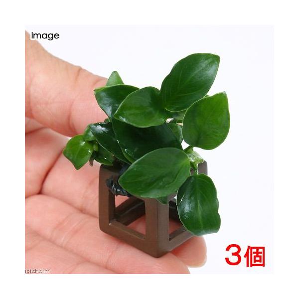 ijt̉BƁ@AkrAXii@v`itjiRj